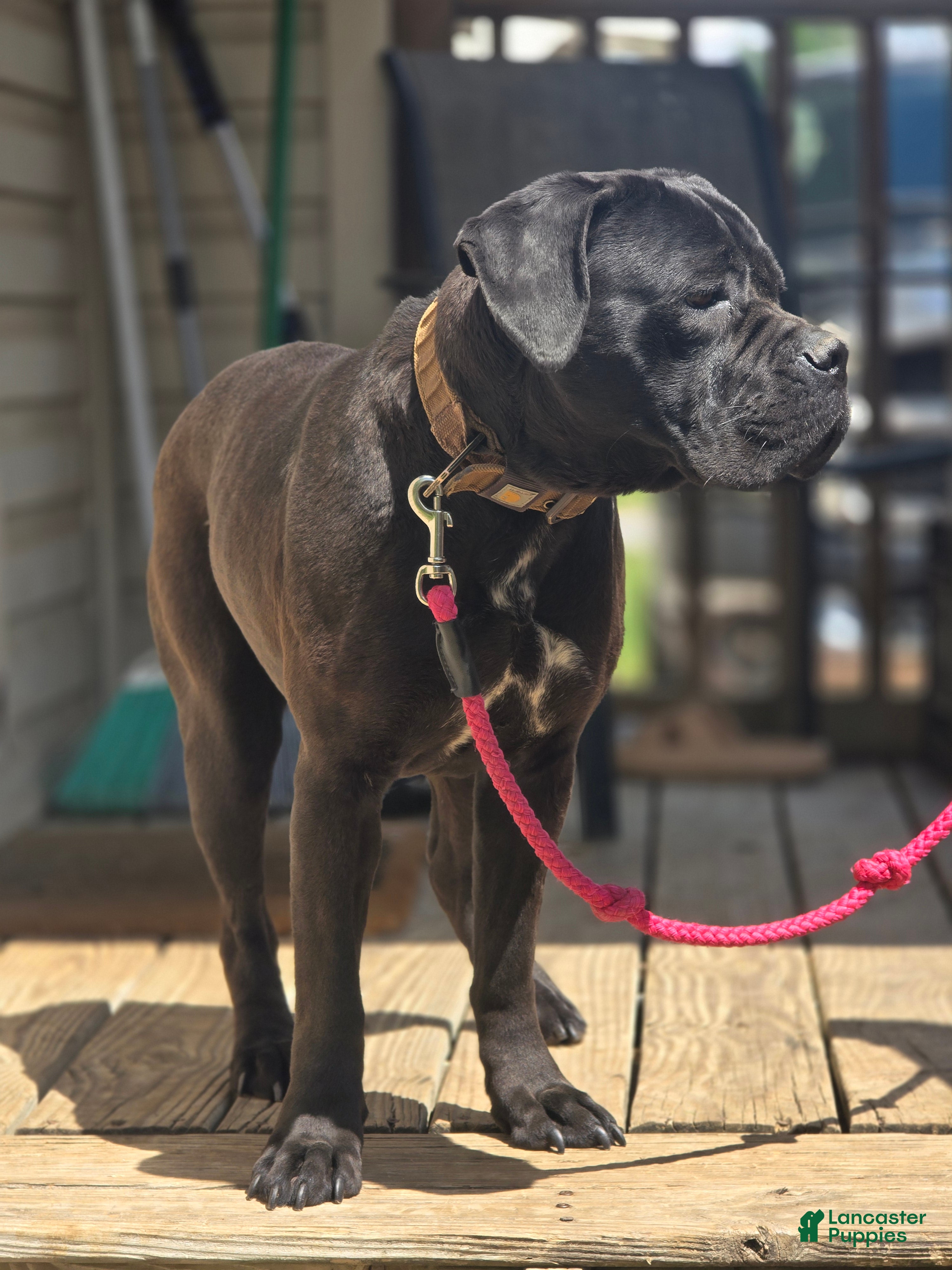 Cane Corso dogs Black female corso - Ad 21