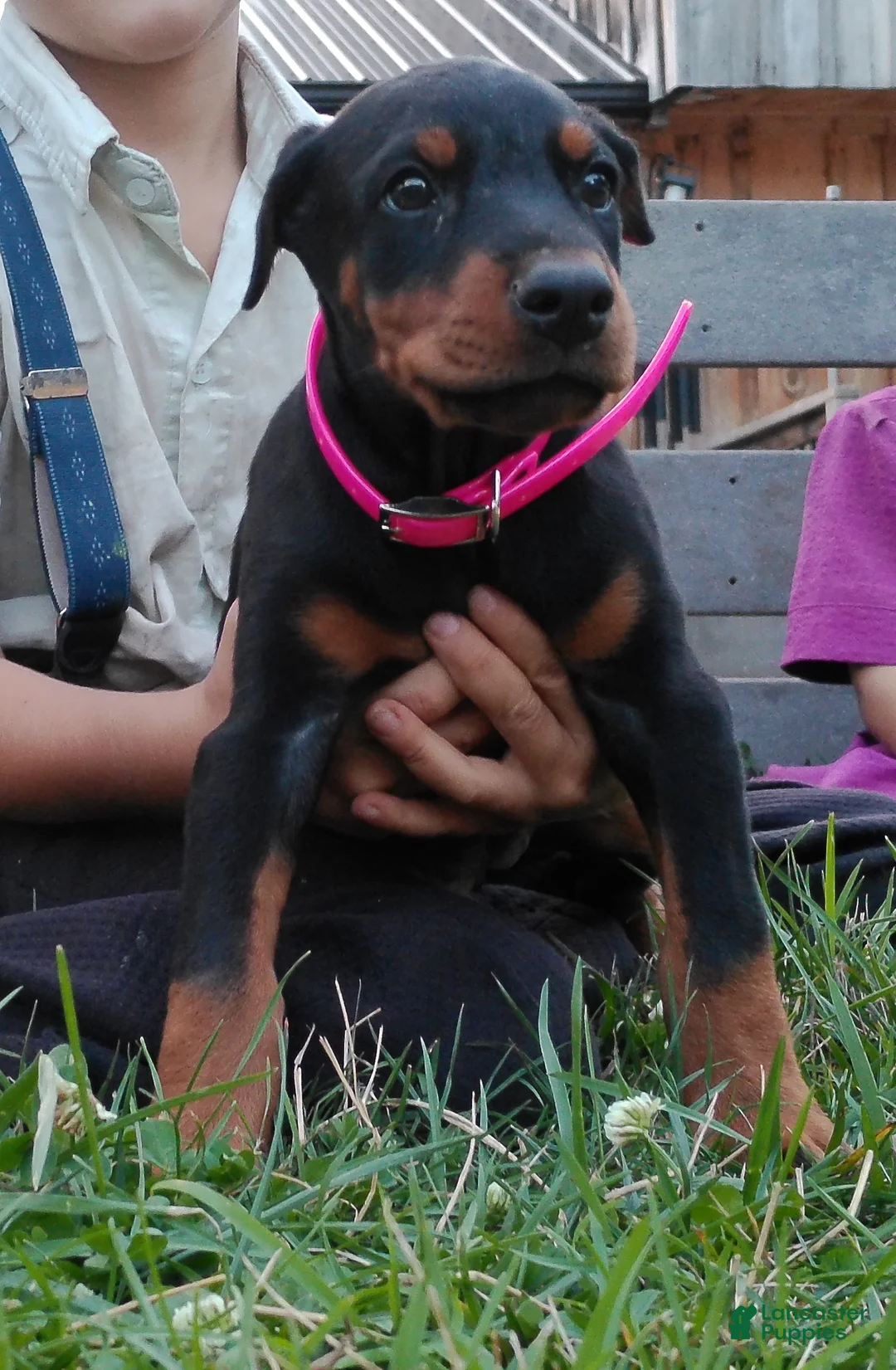 Doberman Pinscher dogs for sale: Doberman Pinscher 2 - Ad 2