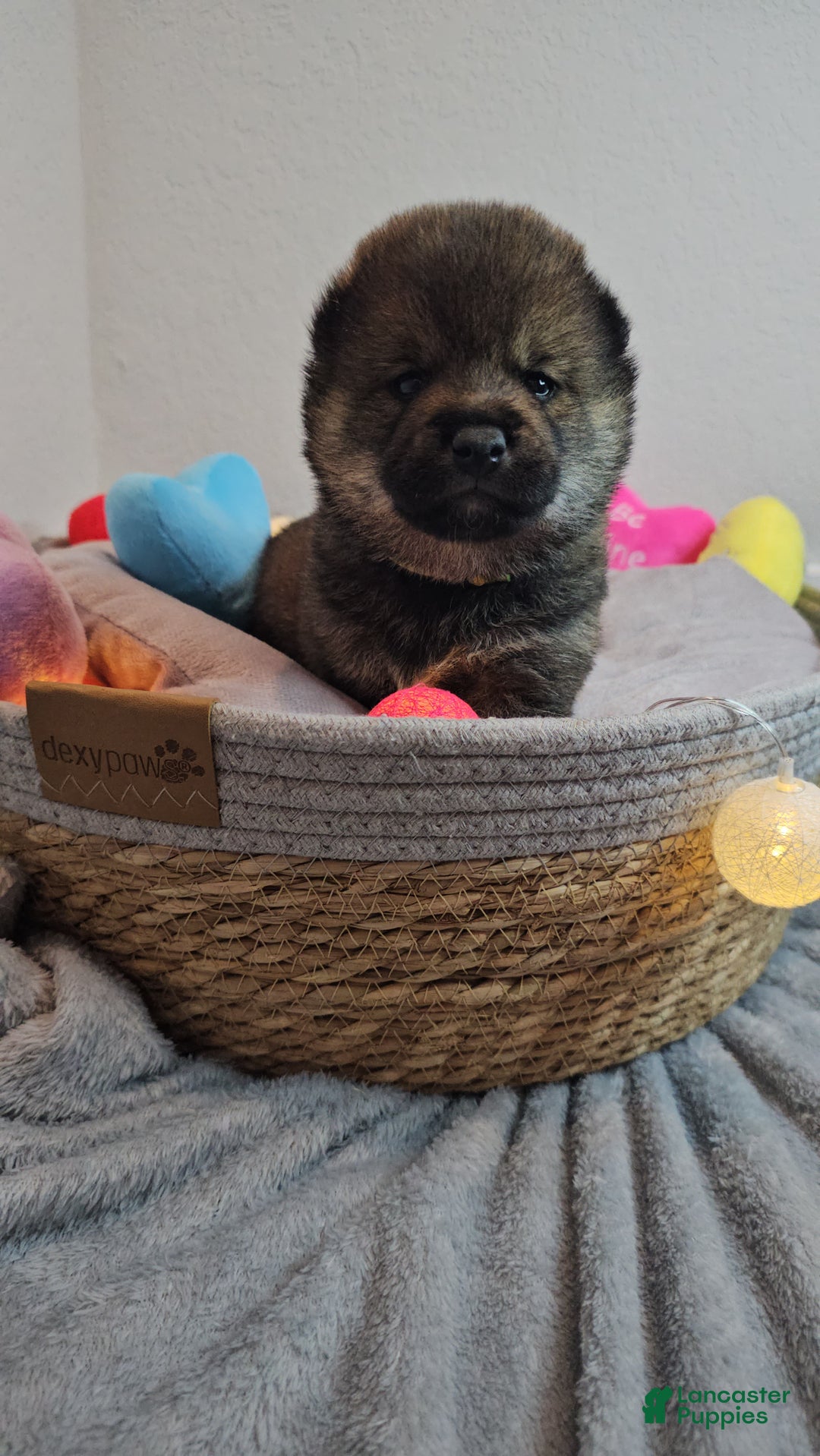 Shiba Inu dogs for sale: Mori - Ad 6