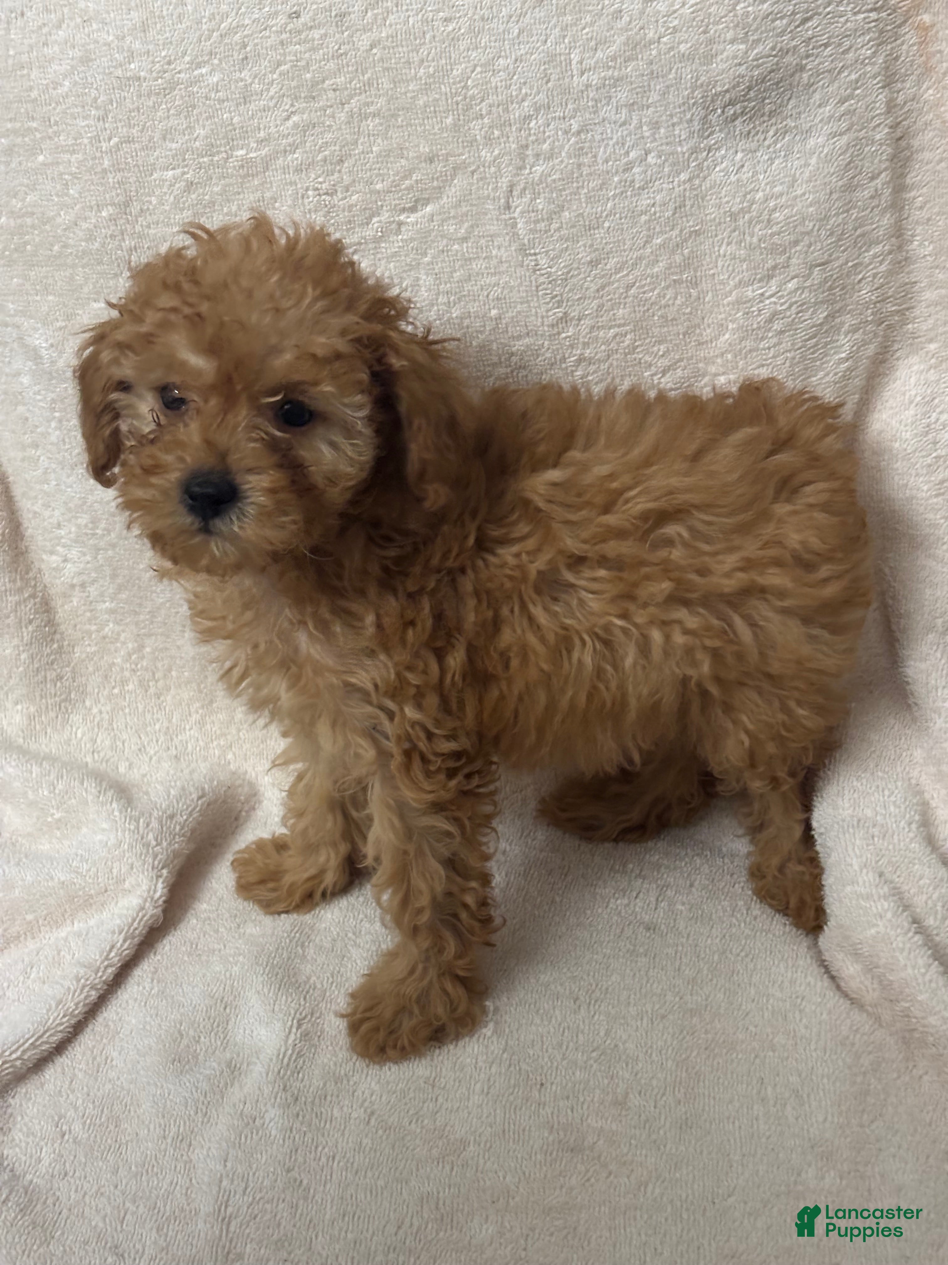 Toy Poodle dogs Female Puppy  - Ad 7