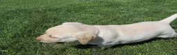 Labrador Retriever dogs for sale: Labrador Retriever Puppy 1 - Ad 1