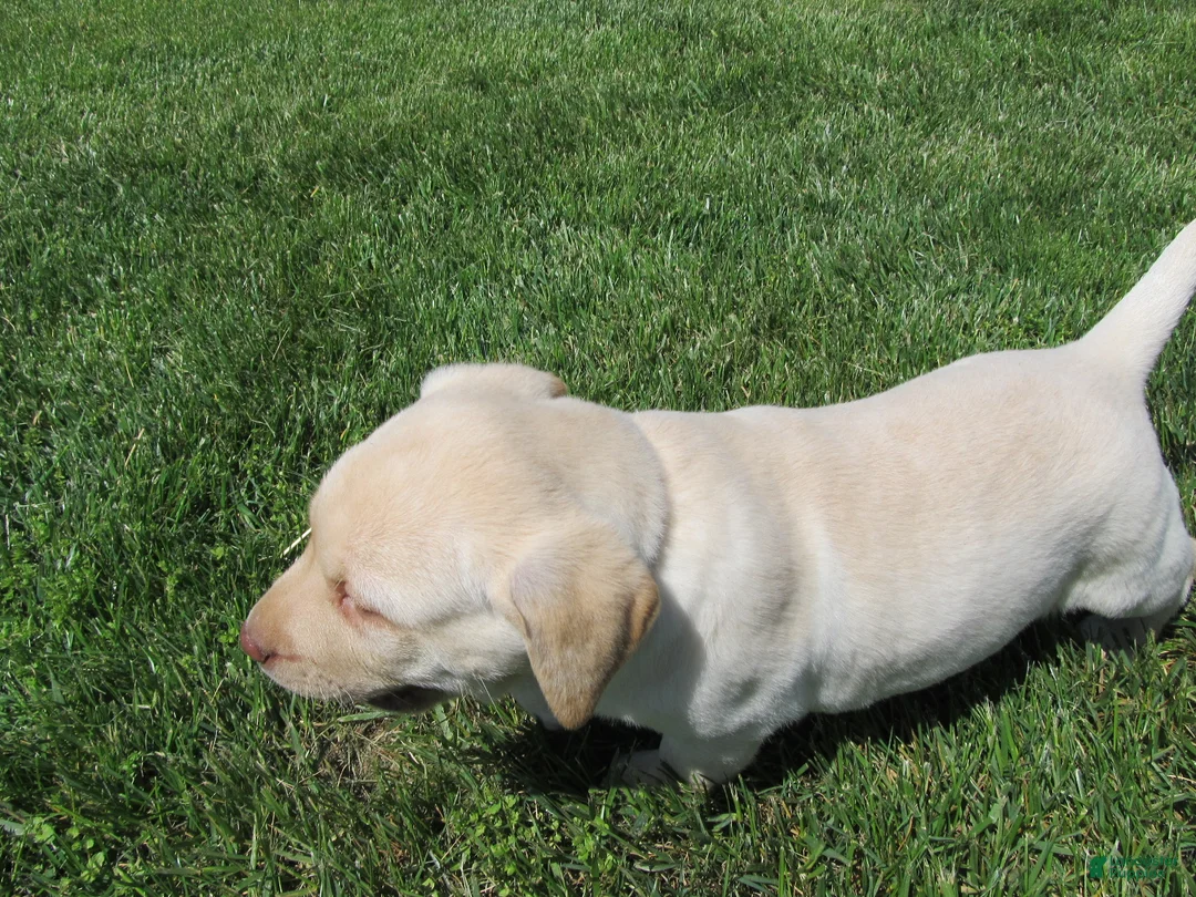 Labrador Retriever dogs for sale: Labrador Retriever Puppy 1 - Ad 1