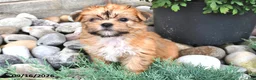 Shorkie dogs for sale: Bella   - Ad 4