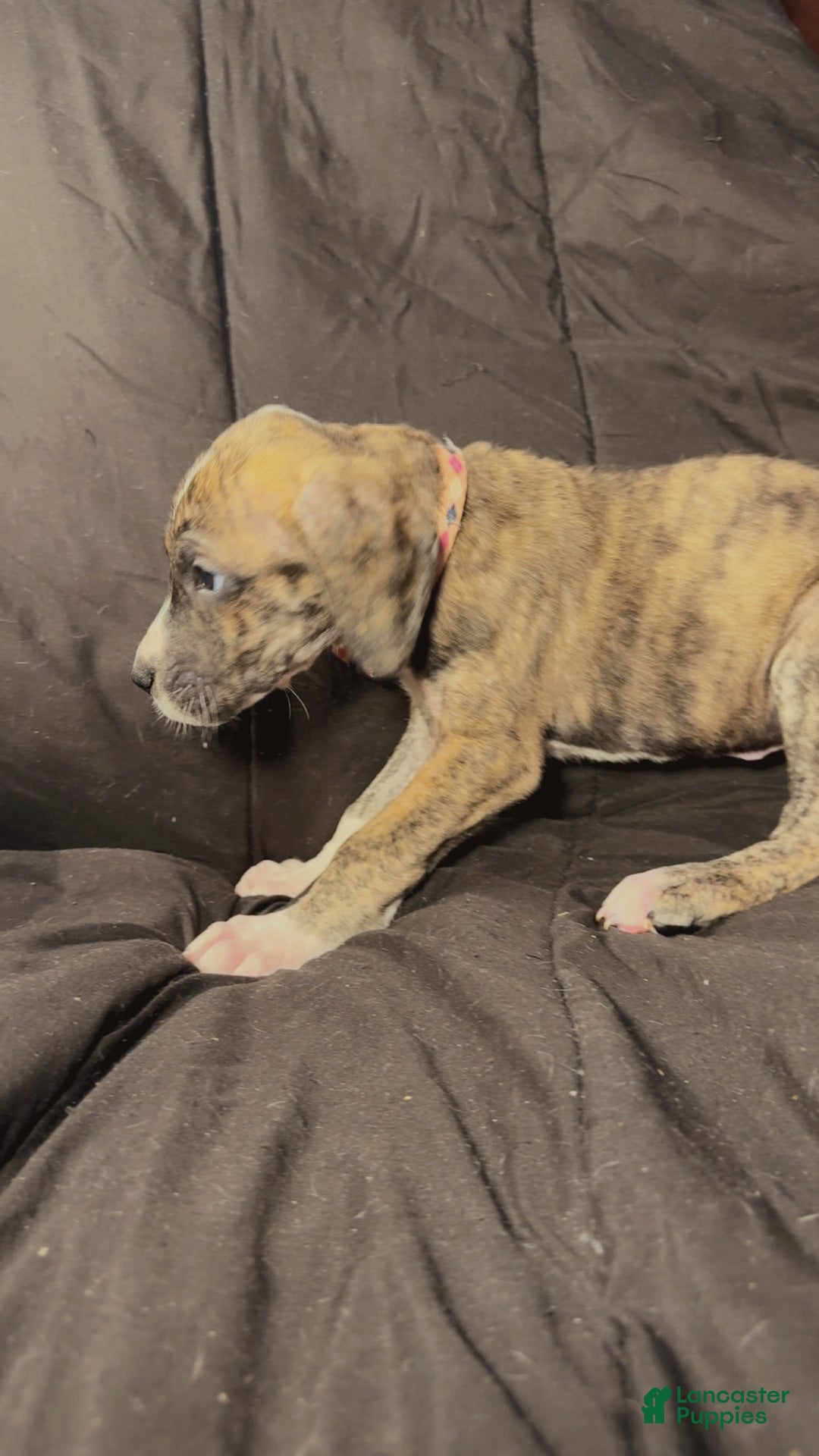 Great Dane dogs for sale: Izzy - Ad 9