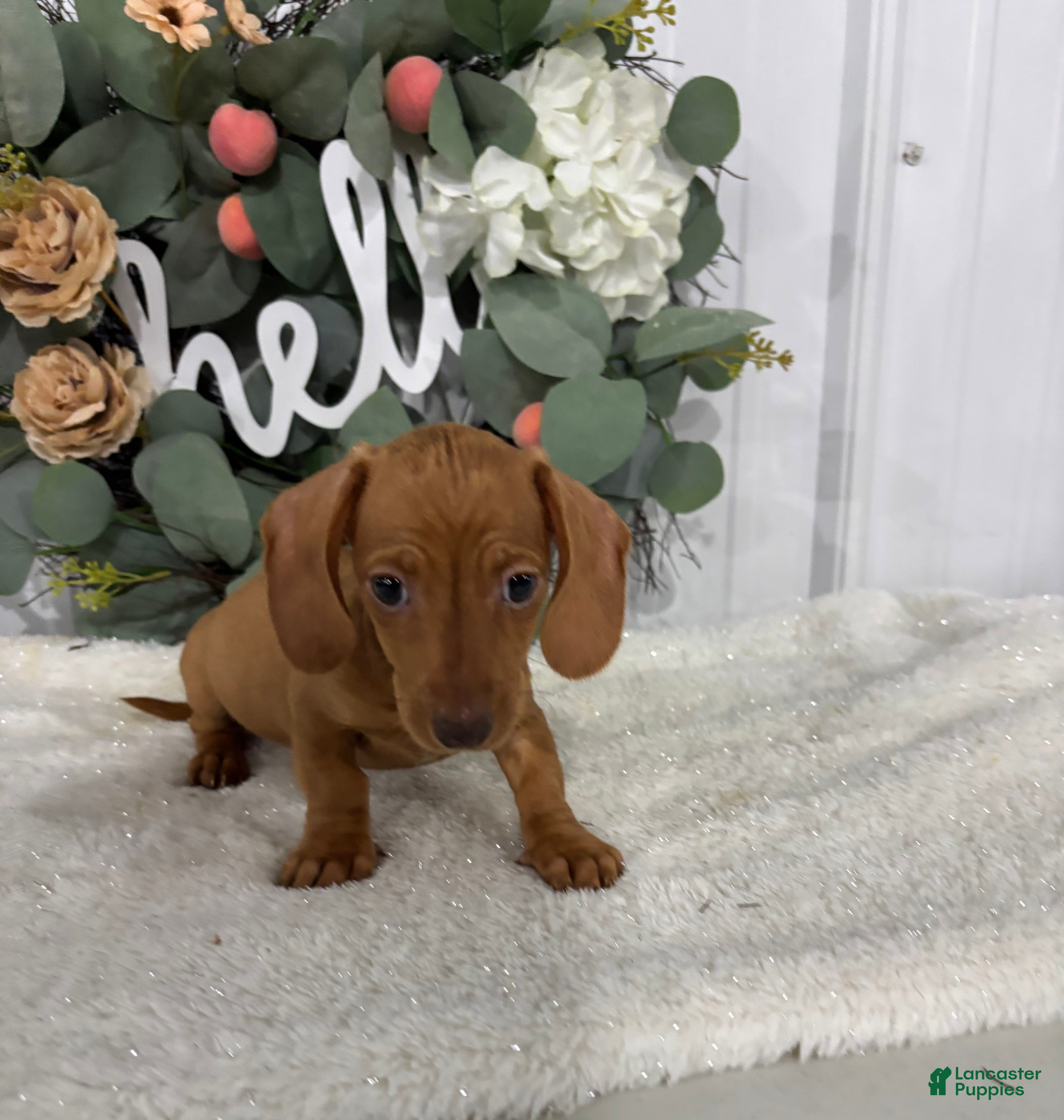 Miniature Dachshund dogs Lebron - Ad 1