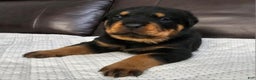 Rottweiler dogs for sale: Rottweiler Puppy 3 Green Male - Ad 3