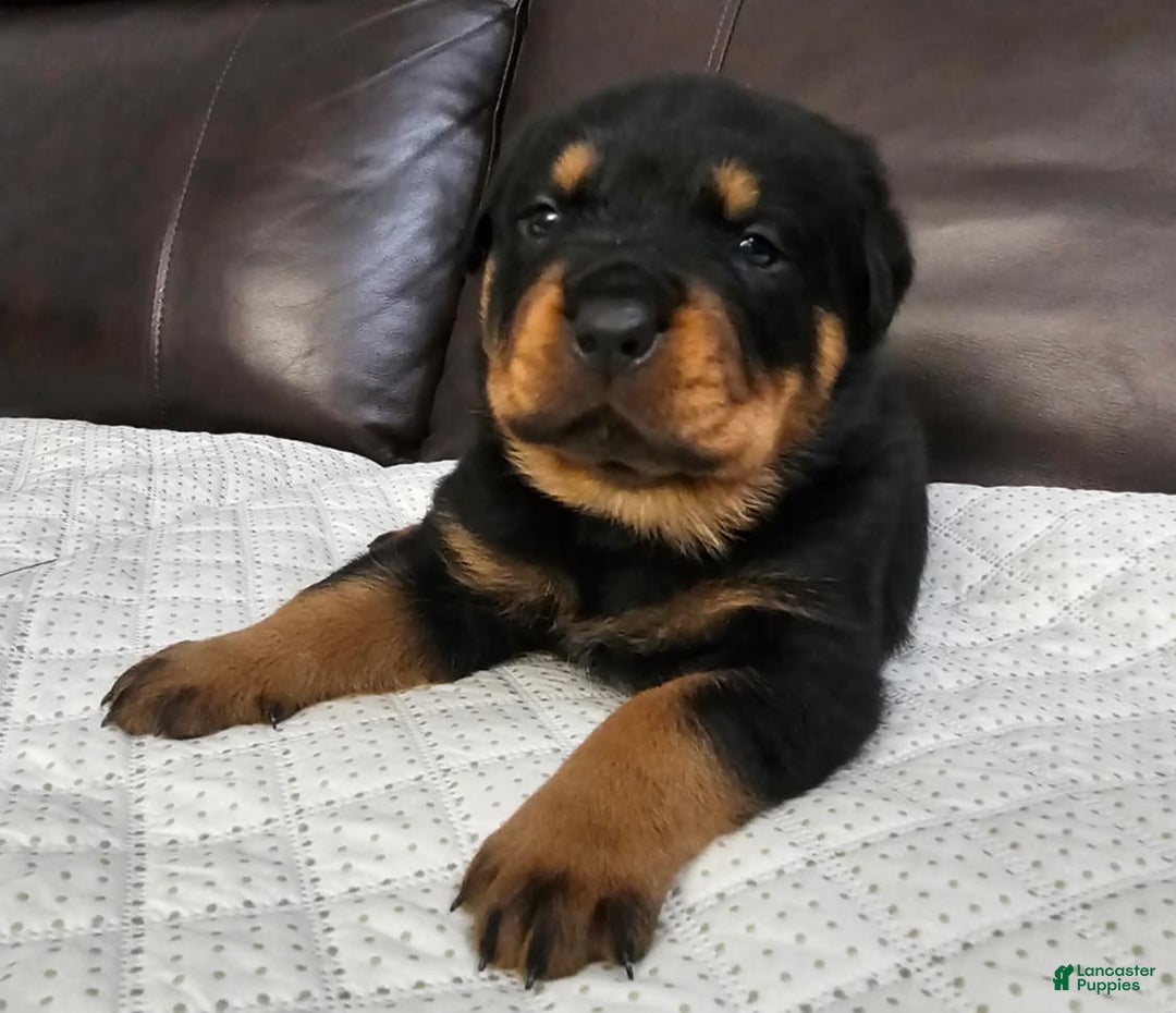 Rottweiler dogs for sale: Rottweiler Puppy 3 Green Male - Ad 3