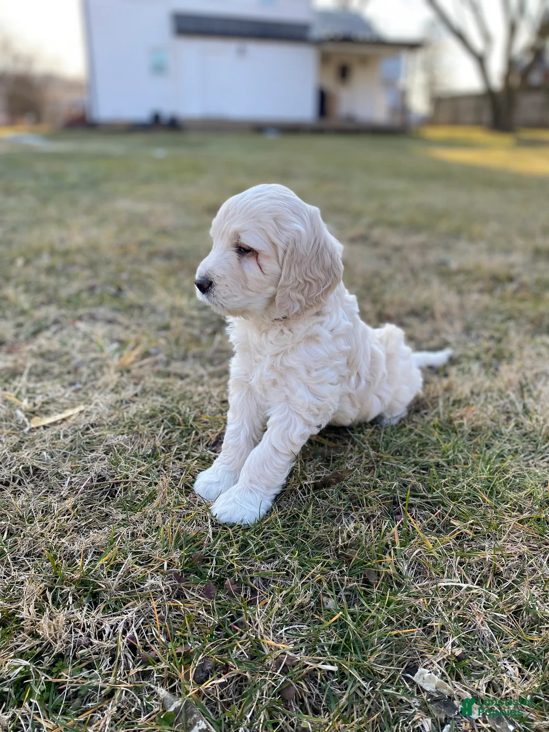 Mini Goldendoodle dogs for sale: Rio - Ad 1