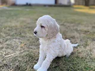 Mini Goldendoodle dogs for sale: Rio - Ad 3