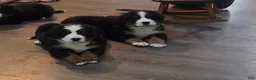 Bernese Mountain Dog dogs for sale: Bernese Mountain Dog Puppy 3 - Ad 1