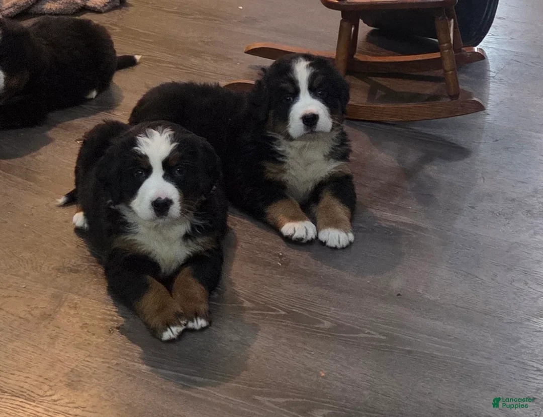 Bernese Mountain Dog dogs for sale: Bernese Mountain Dog Puppy 3 - Ad 1