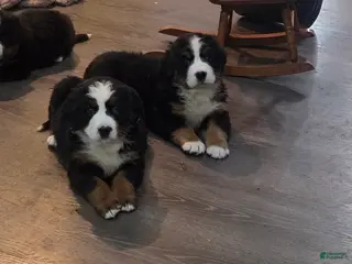 Bernese Mountain Dog dogs for sale: Bernese Mountain Dog Puppy 3 - Ad 2