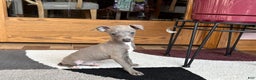 Italian Greyhound dogs for sale: Larry - Ad 15