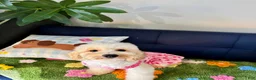 Cavapoo dogs for sale: Cavapoo Puppy 4 - Ad 4