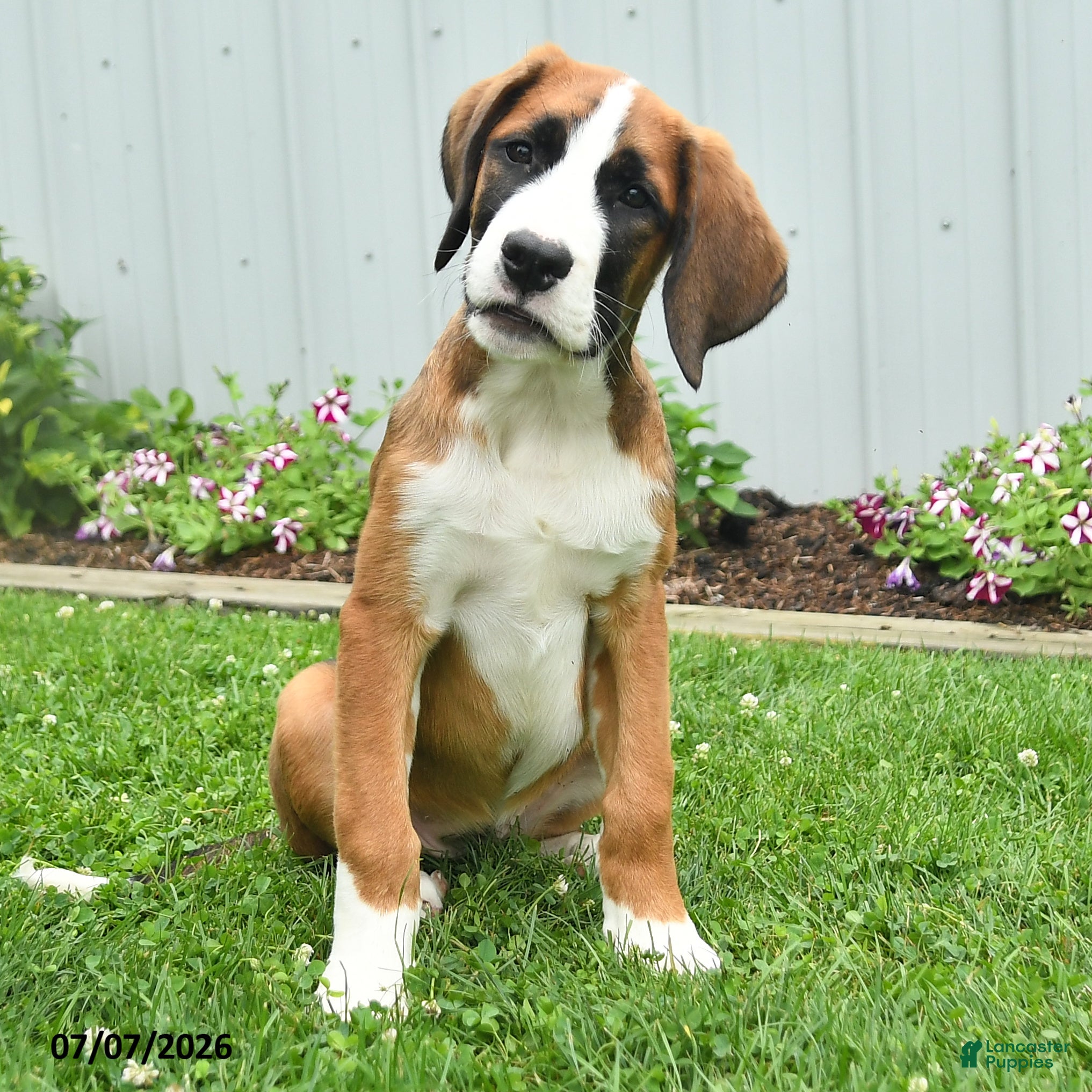 Mixed Breed dogs Kyla - Ad 1
