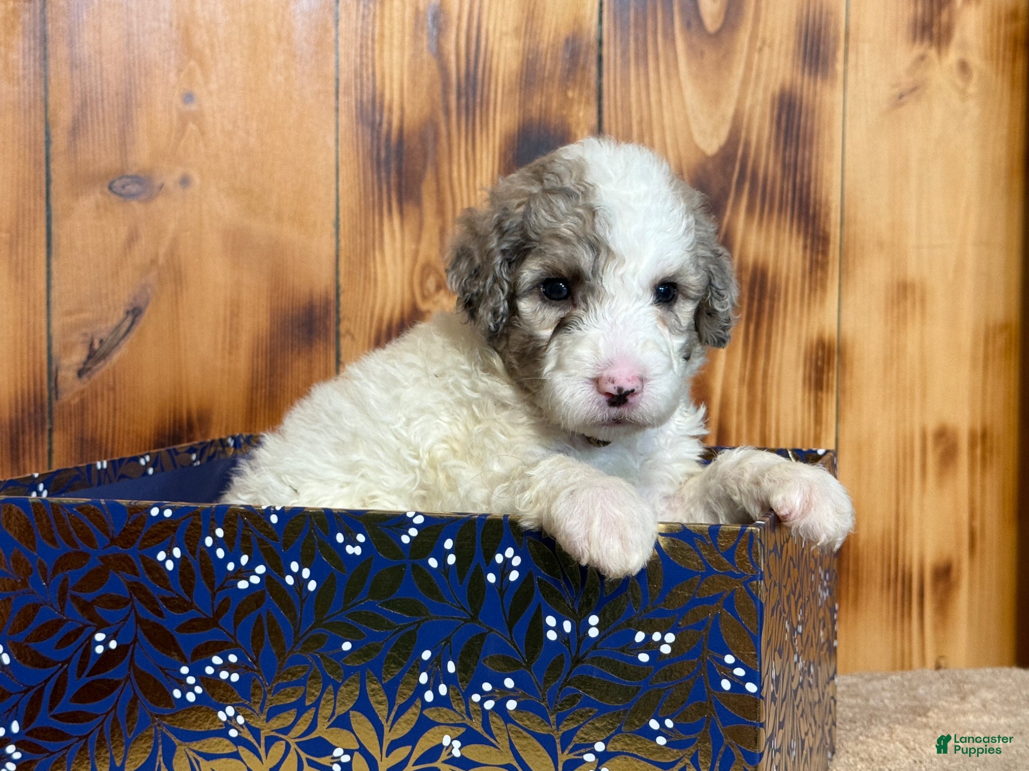 Sheepadoodle dogs for sale: Hara - Ad 2