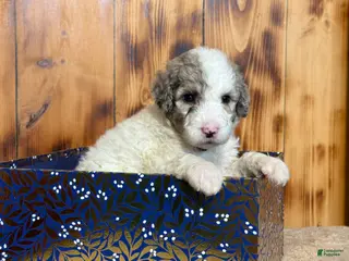 Sheepadoodle dogs for sale: Hara - Ad 2