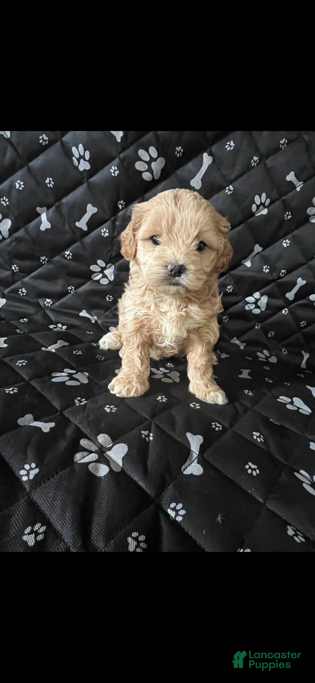 Shihpoo dogs for sale: Shihpoo Puppy 2 - Ad 1