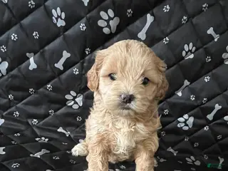 Shihpoo dogs Shihpoo Puppy 2 - Ad 33