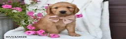 Golden Retriever dogs for sale: Crystal - Ad 5