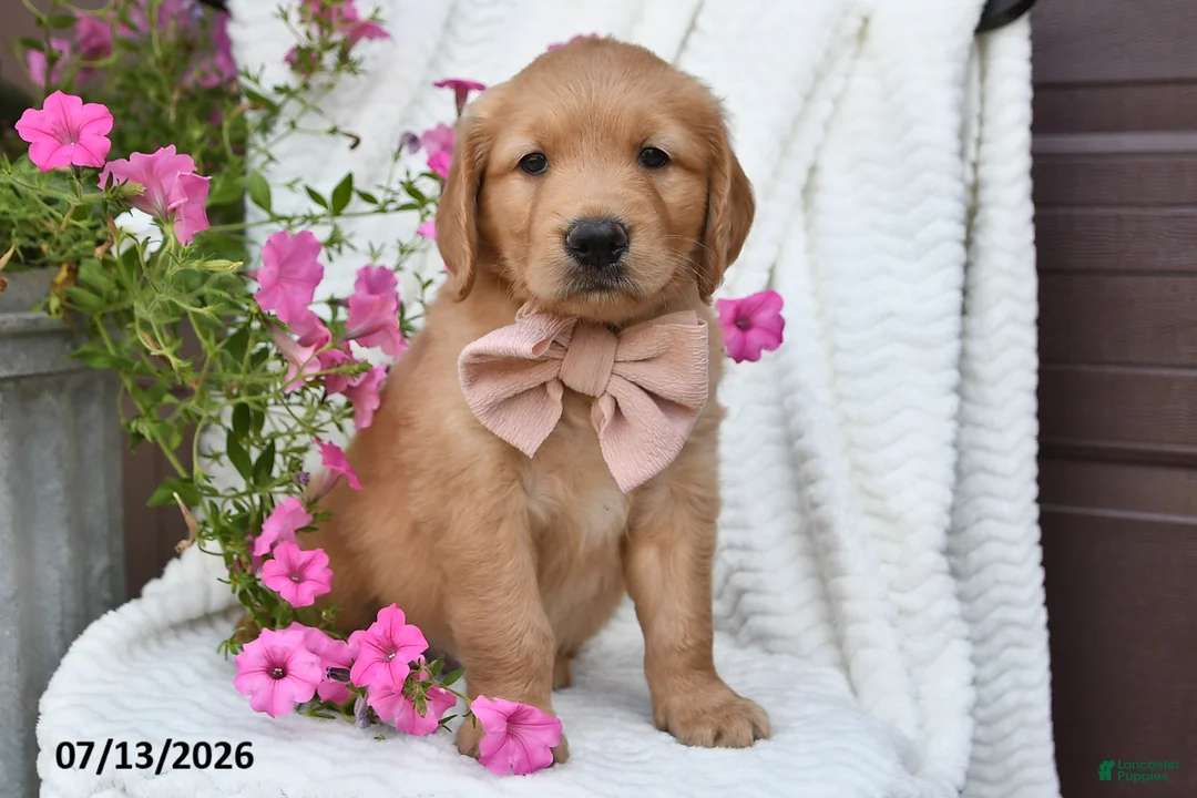 Golden Retriever dogs for sale: Crystal - Ad 5