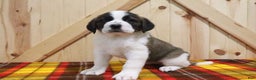 Saint Bernard dogs for sale: Starr - Ad 1