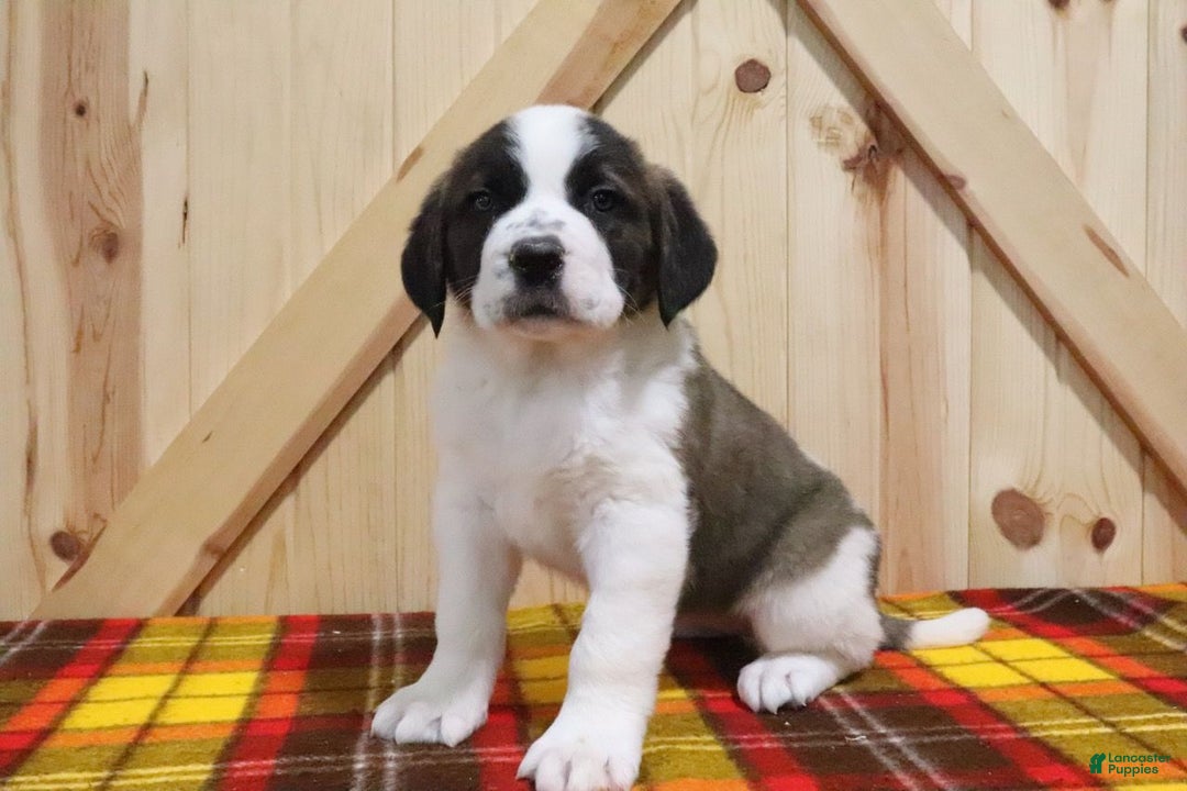 Saint Bernard dogs for sale: Starr - Ad 1