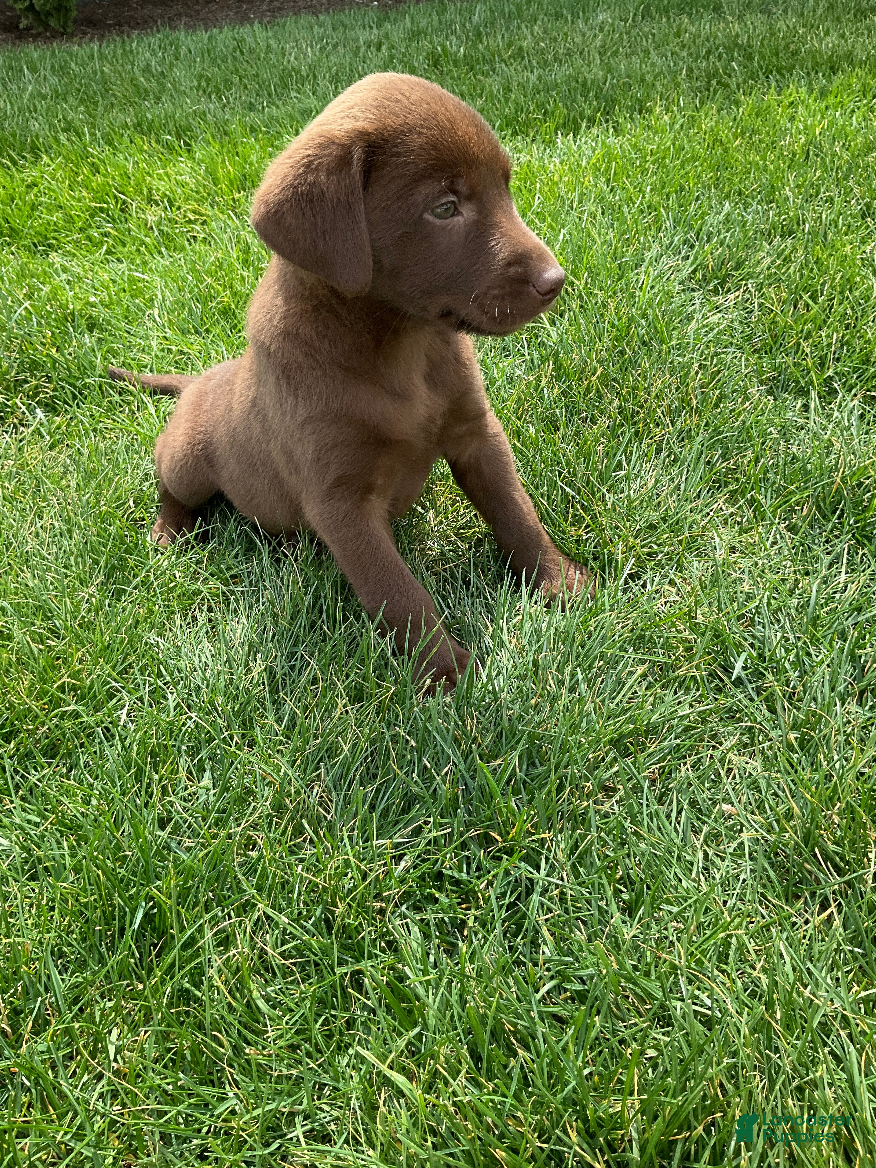 Labrador Retriever dogs Maggie - Ad 2