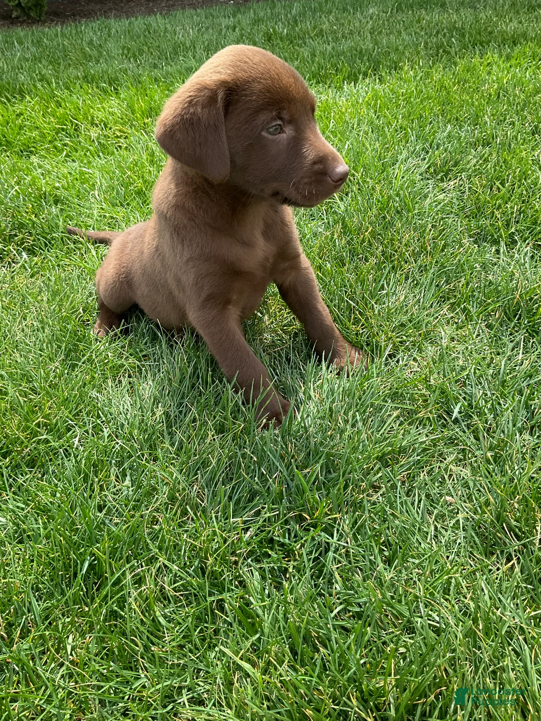 Labrador Retriever dogs for sale: Maggie - Ad 2