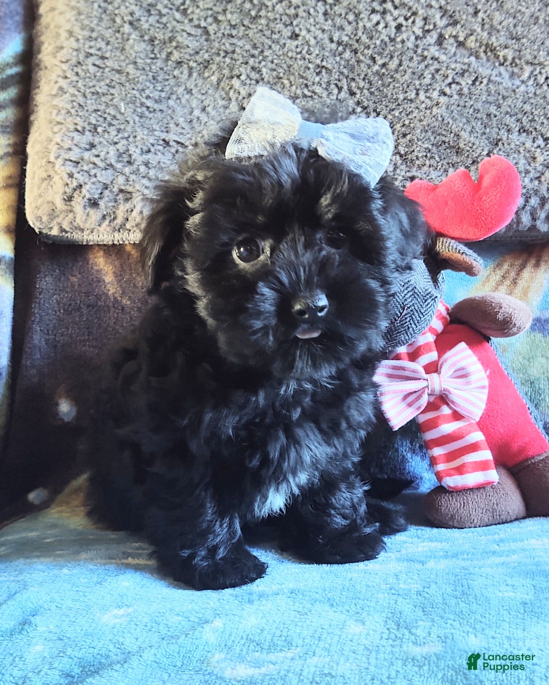 Maltipoo dogs for sale: Rosepop - Ad 8