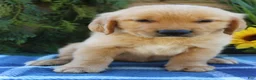 Golden Retriever dogs for sale: Rusty - Ad 4