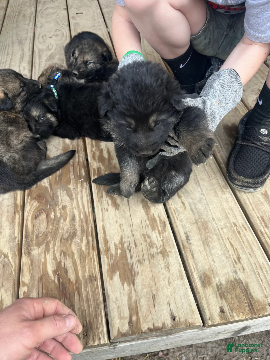 German Shepherd dogs for sale: German Shepherd Puppy 4 - Ad 2