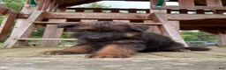 German Shepherd dogs for sale: Hazel - Ad 8