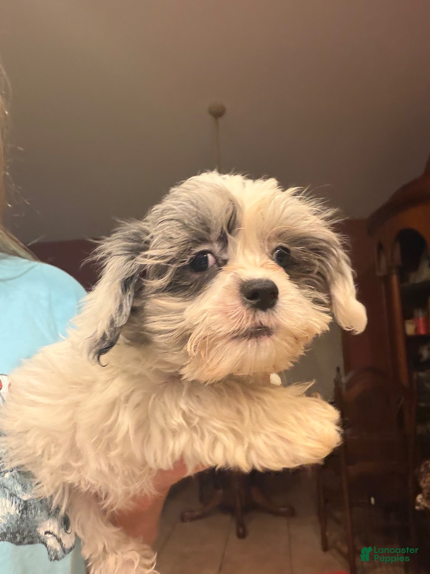 Shihpoo dogs for sale: Aria - Ad 2
