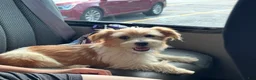 Jack Russell Terrier dogs for sale: Jack Russell Terrier 1 - Ad 5