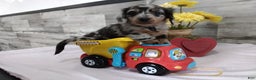 Miniature Dachshund dogs for sale: Baxter - Ad 1