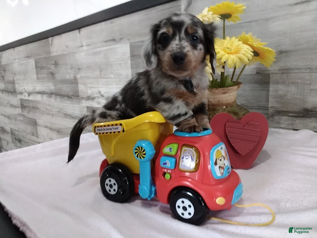 Miniature Dachshund dogs for sale: Baxter - Ad 1