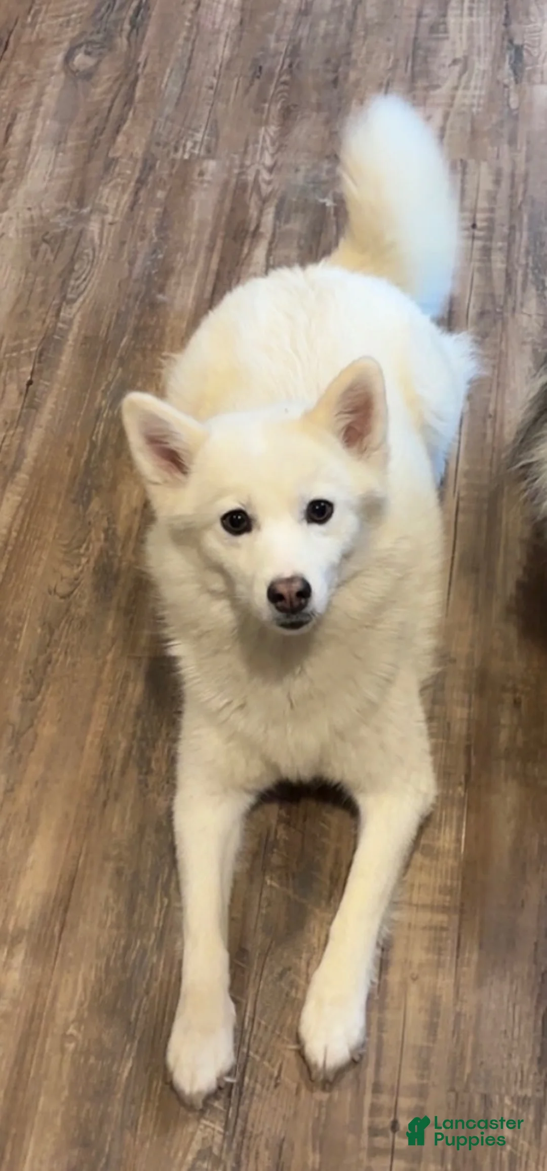 Pomsky dogs for sale: Pomsky 2 - Ad 2