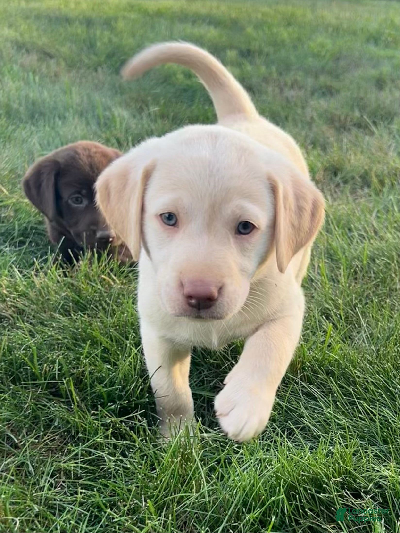 Labrador Retriever dogs Honey - Ad 1