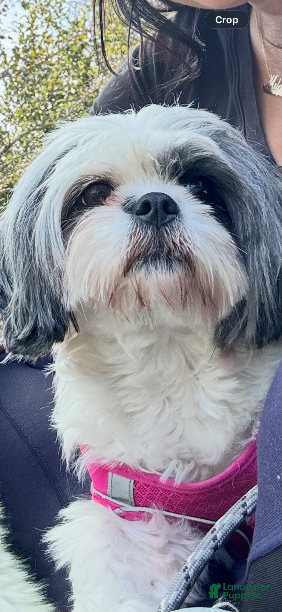 Shih Tzu dogs for sale: Shiro - Ad 5