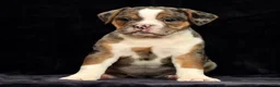 Beabull dogs for sale: Cola - Ad 7