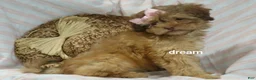 Shihpoo dogs for sale: Sage - Ad 5