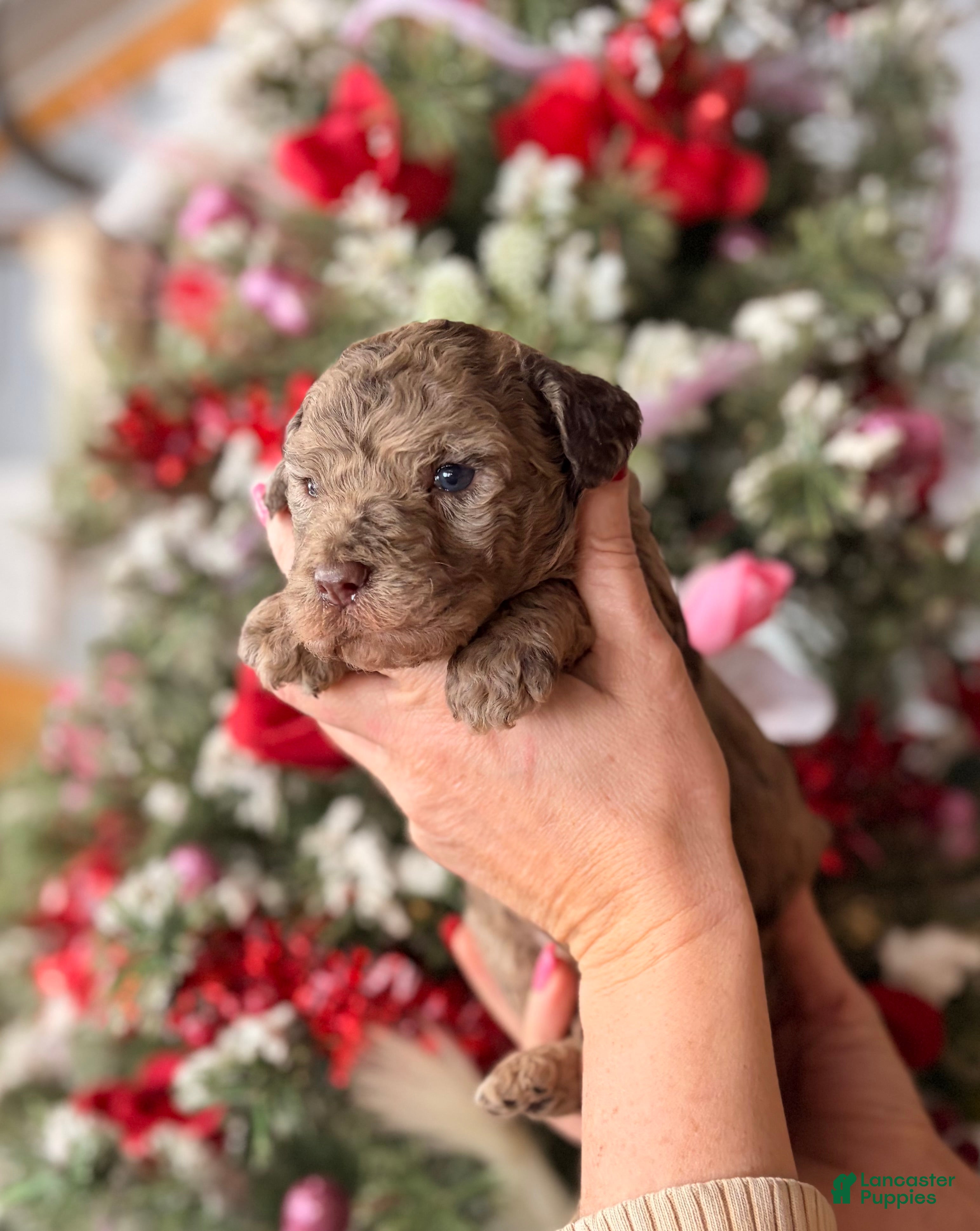 Goldendoodle dogs Goldendoodle Puppy 2 - Ad 8
