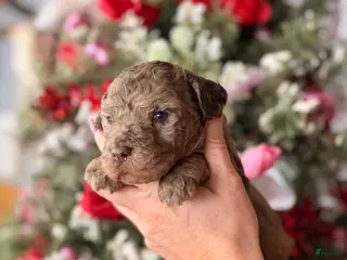 Goldendoodle dogs Goldendoodle Puppy 2 - Ad 8