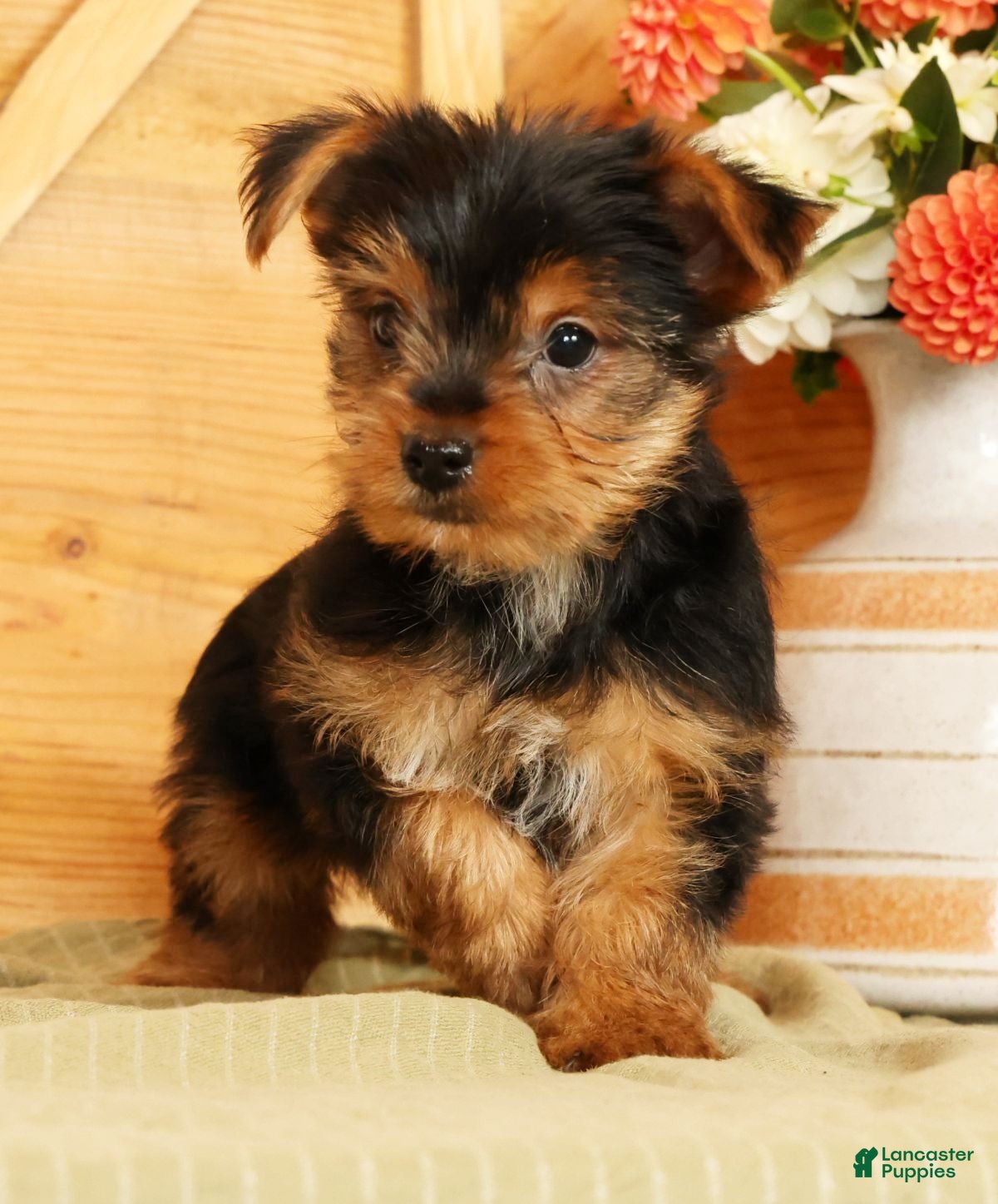 Yorkshire Terrier dogs Sammy - Ad 1
