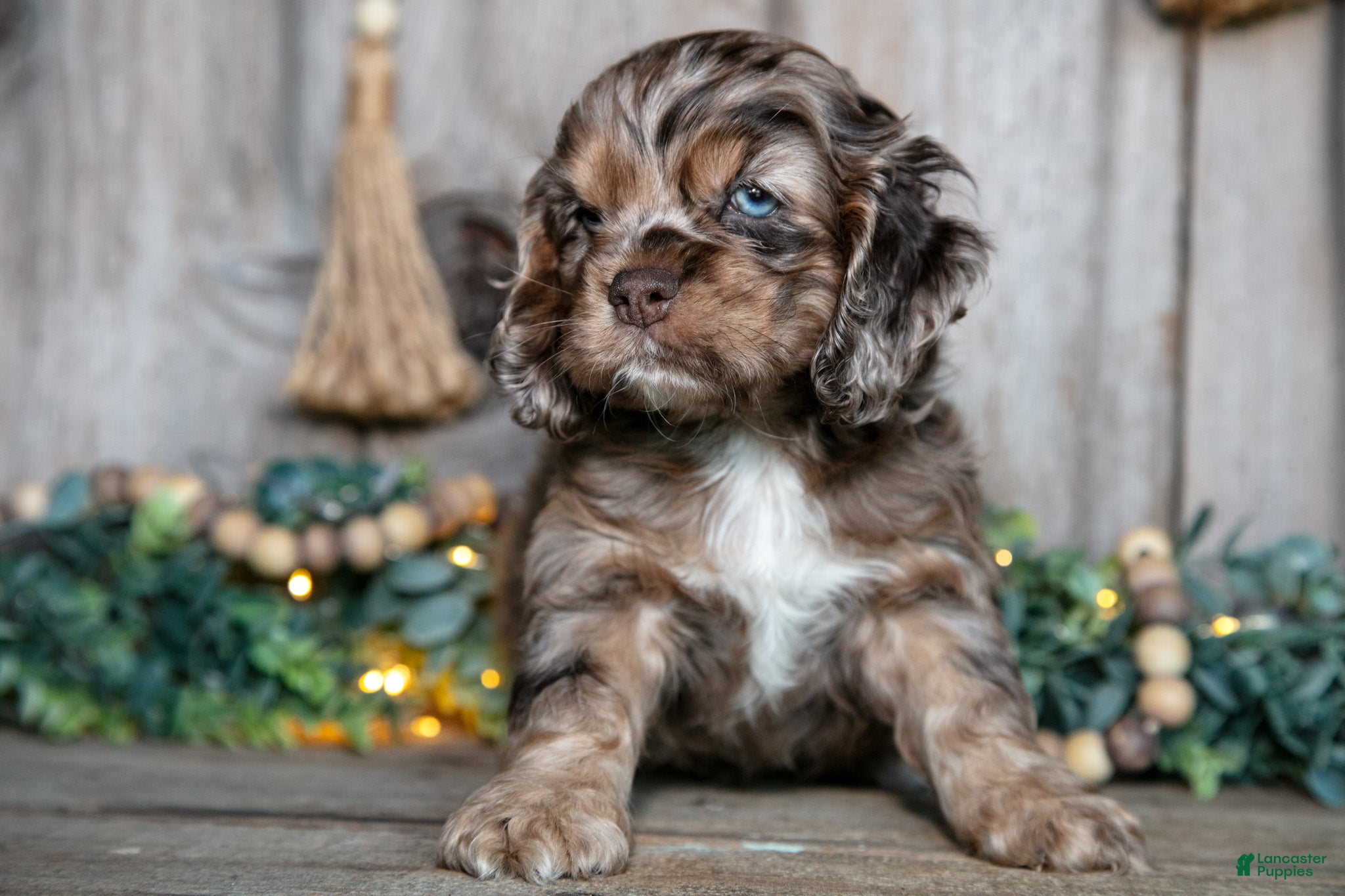 Cocker Spaniel dogs Chester - Ad 1
