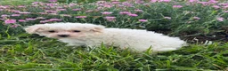 Bichpoo dogs for sale: Boots  - Ad 2