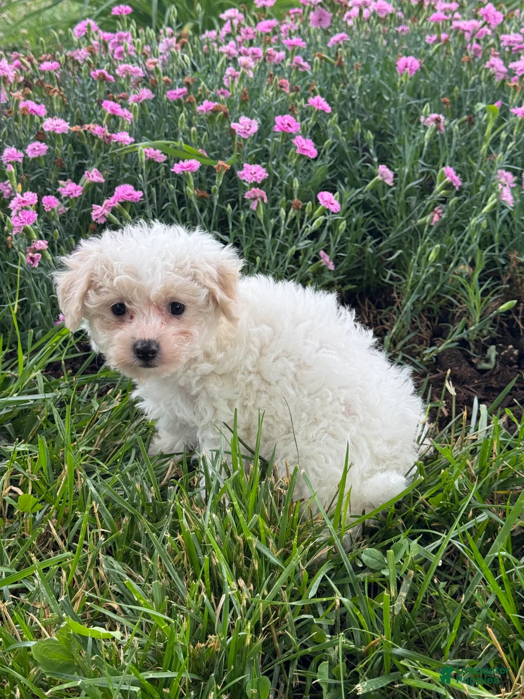 Bichpoo dogs for sale: Boots  - Ad 2