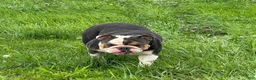 English Bulldog dogs for sale: Versace - Ad 5