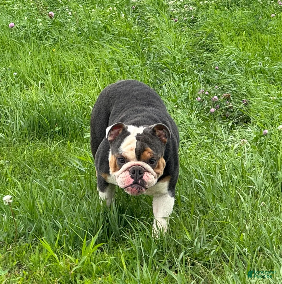 English Bulldog dogs for sale: Versace - Ad 5